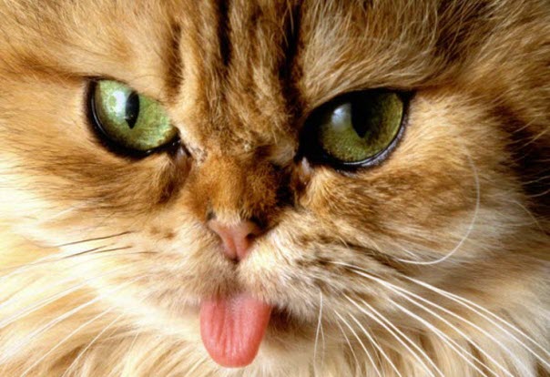 Cat Got Your Tongue 4th October 2014 