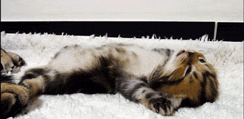 cute kitten roll