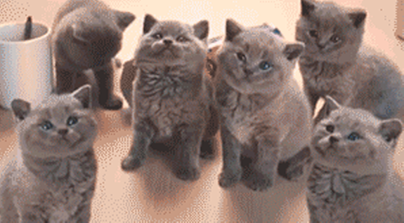 mcvities kittens