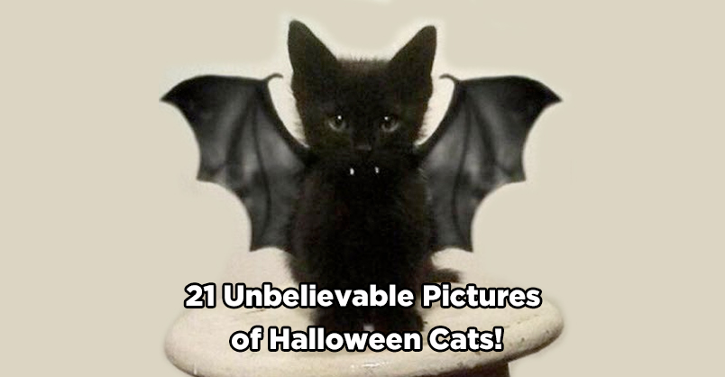 21 Unbelievable Pictures of Halloween Cats!