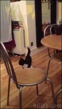 jumping tux cat