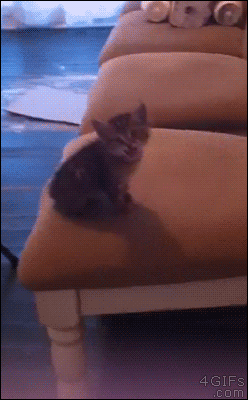 kitten jump