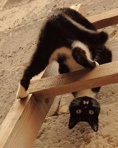 ladder cat