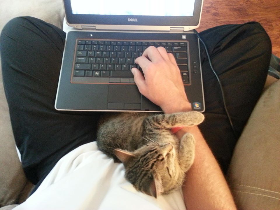 laptop cat