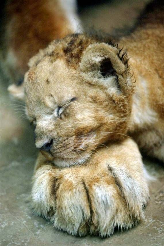 lion cub on paw