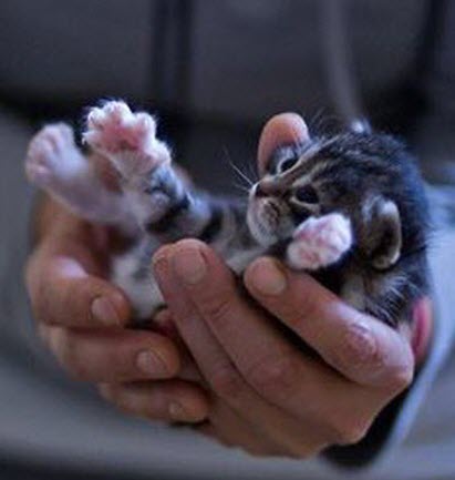 tiny kitten in hand 2