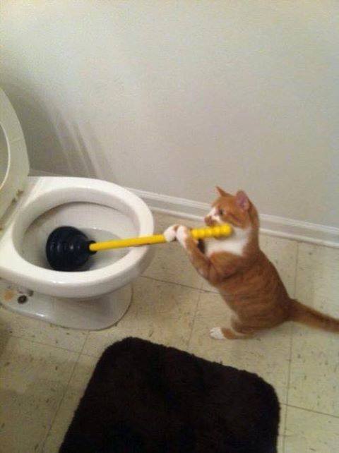 toilet cat