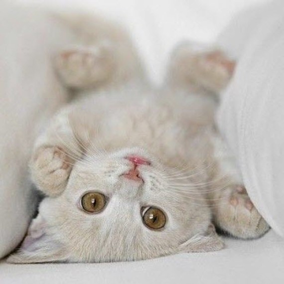 upside down beige kitten