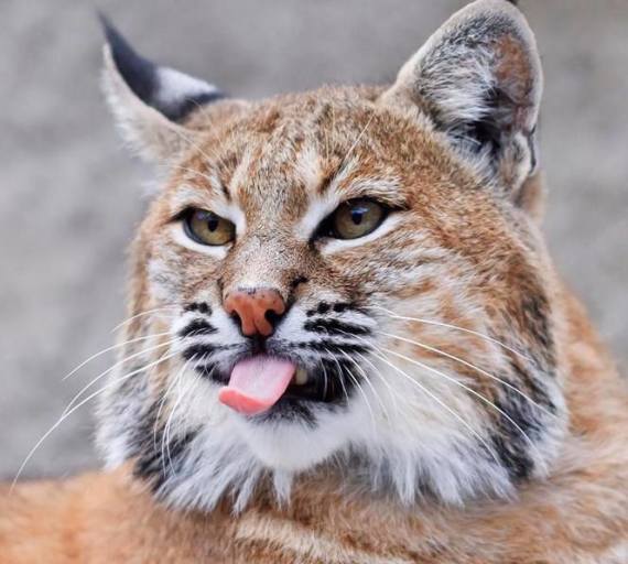 wild cat tongue