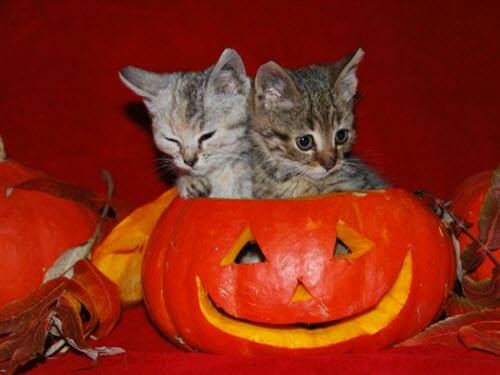 2 kittens pumpkin