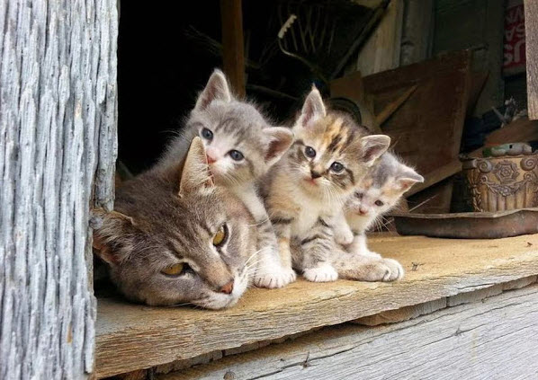 mum and kittens