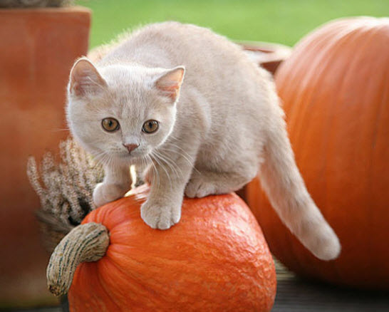 cat on a pumpkin