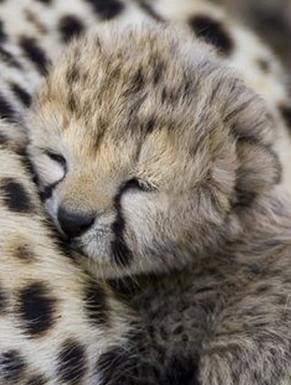 cheetah cub