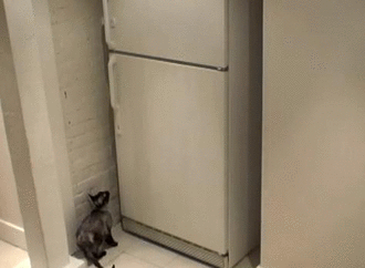 fridge ninja