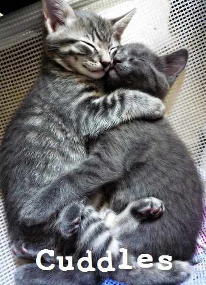 kitten cuddles 2