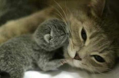 kitten kiss mama