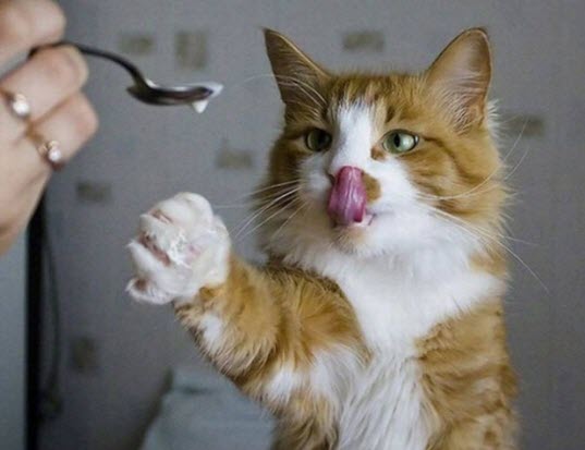 kitty wants cream