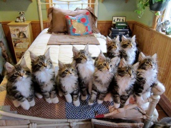 maine coon kittens 1