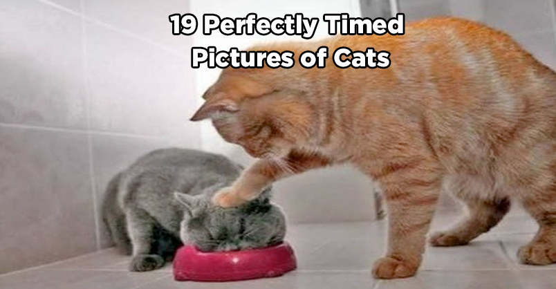 perfectly timed cat photos