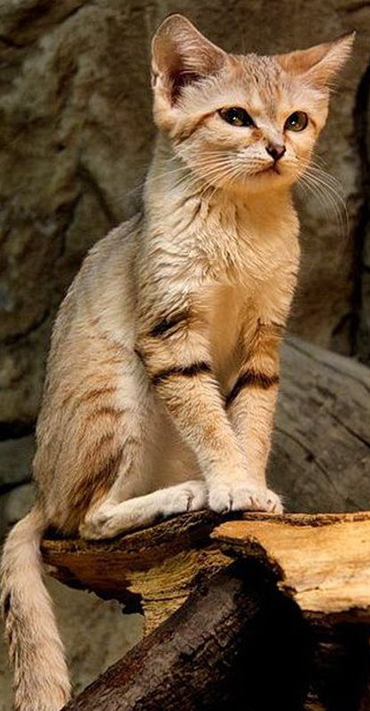 sand cat 1