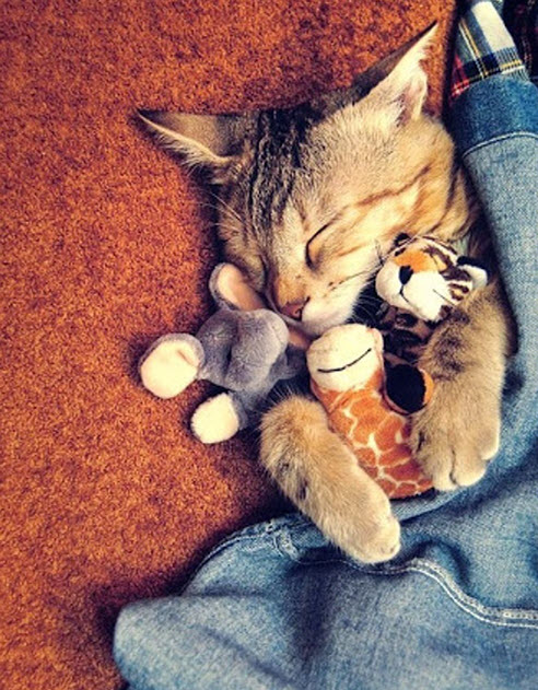 snuggling toys