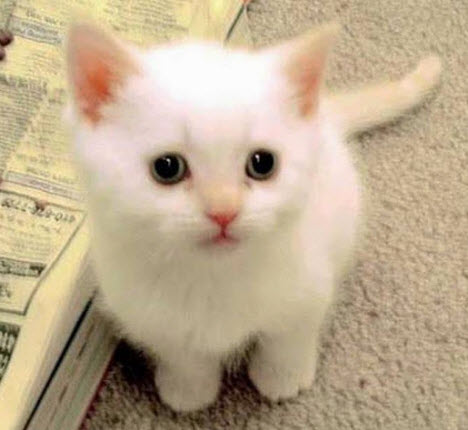 white cutie
