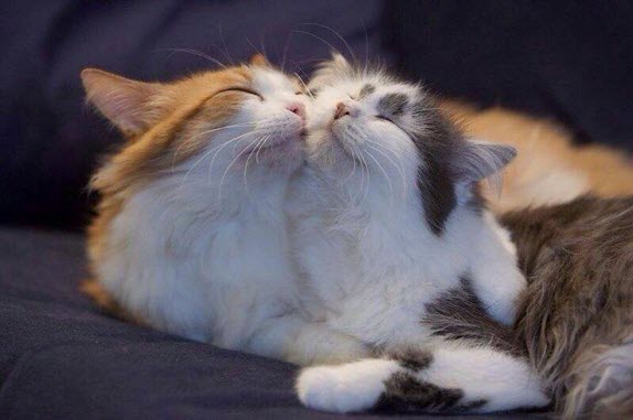 2 cats hugging