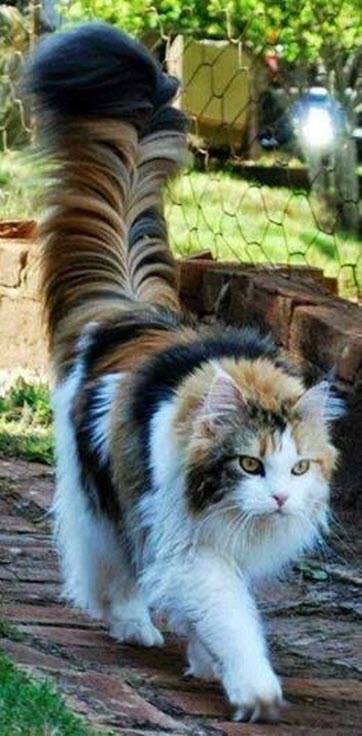 amazing tail