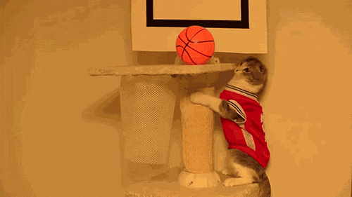 basketball cat