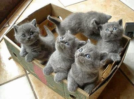box of kittens 2
