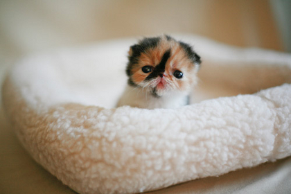 cutest-kitten-1