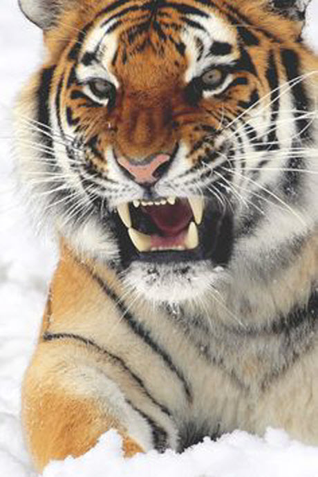 tiger snow 2