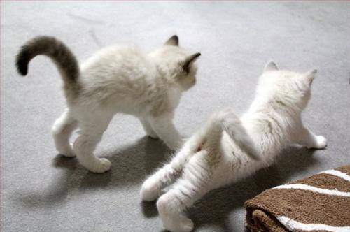 yoga kittens