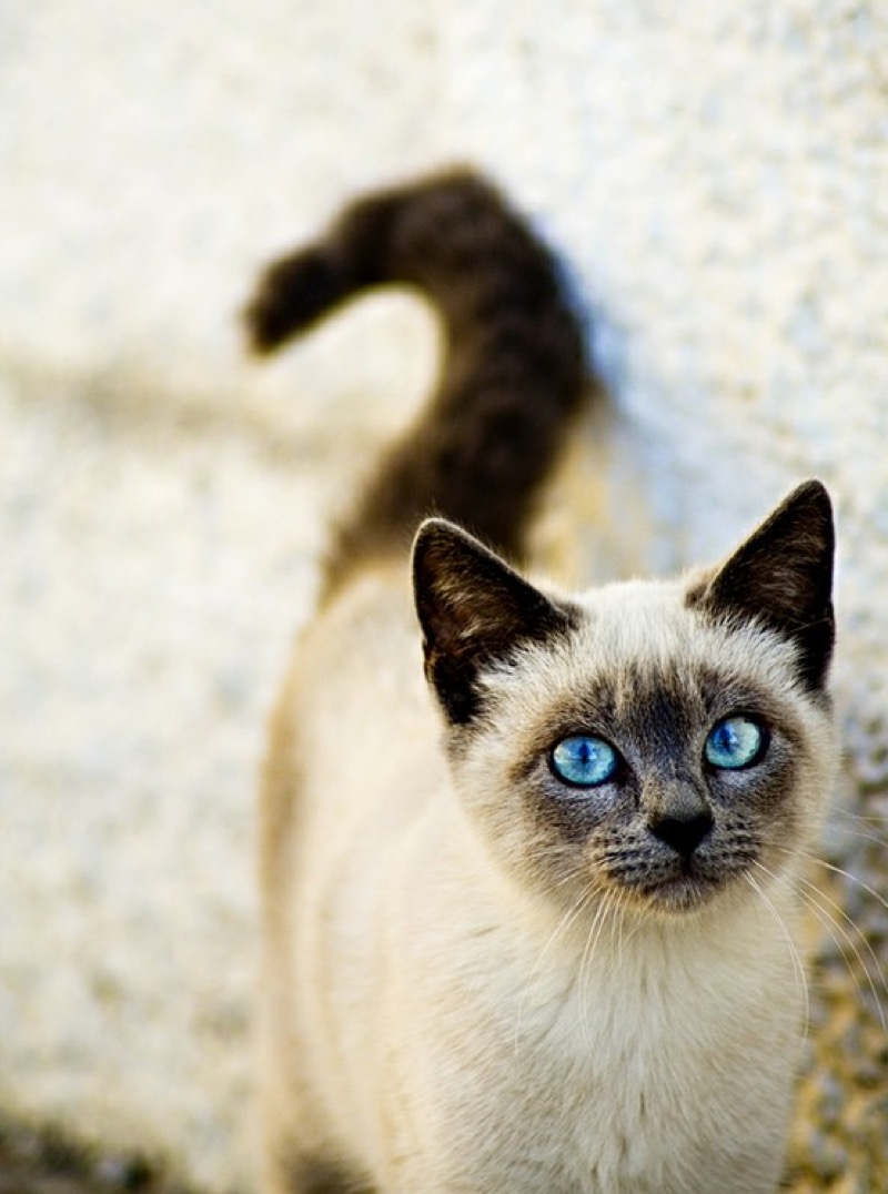blue eyed siamese cat