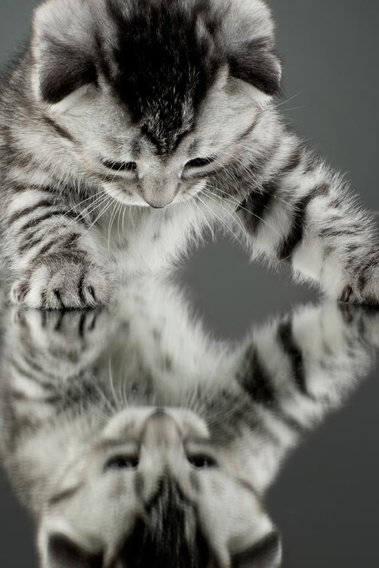 cat reflection bw