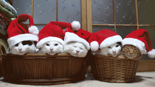 cats christmas