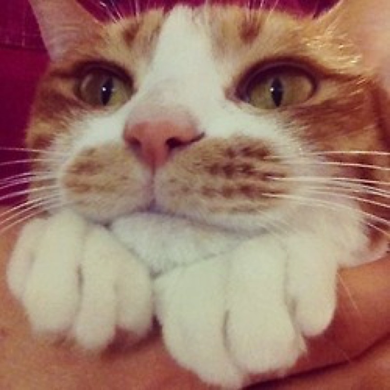 close up with paws