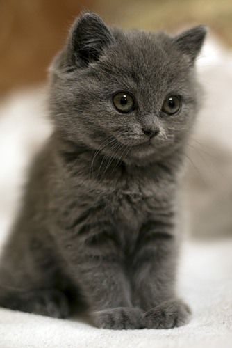 cute grey kitten 3