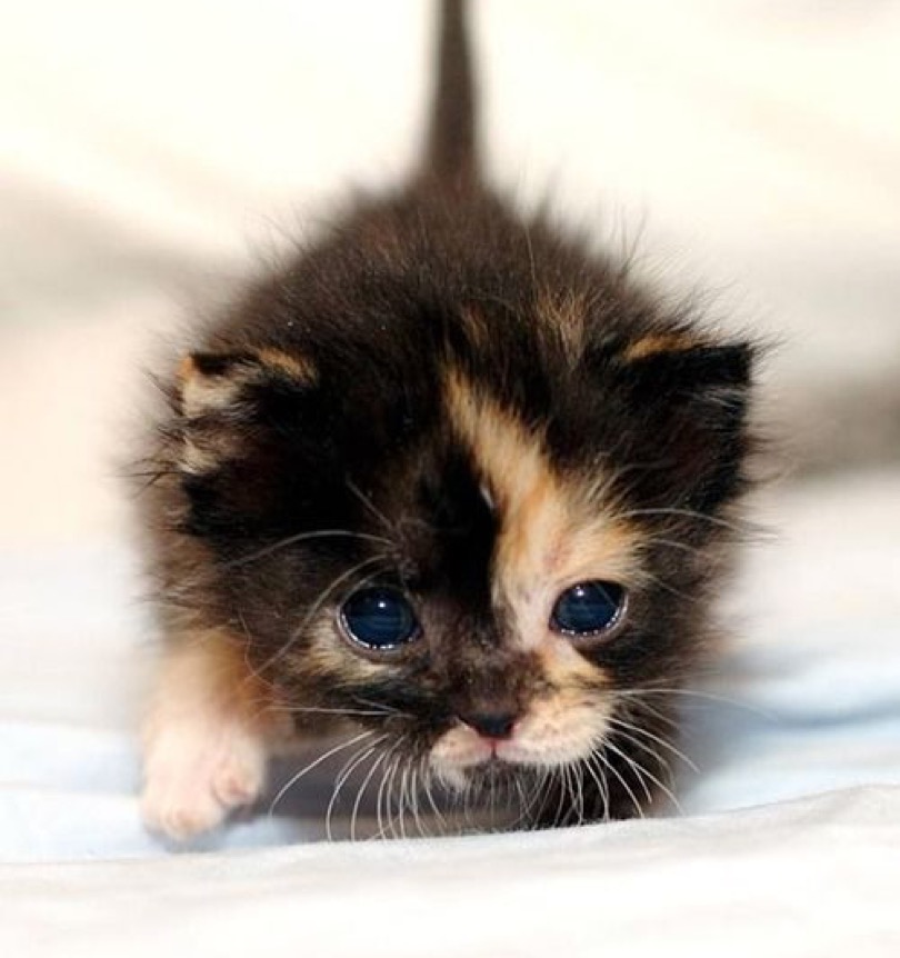 cutie kitten