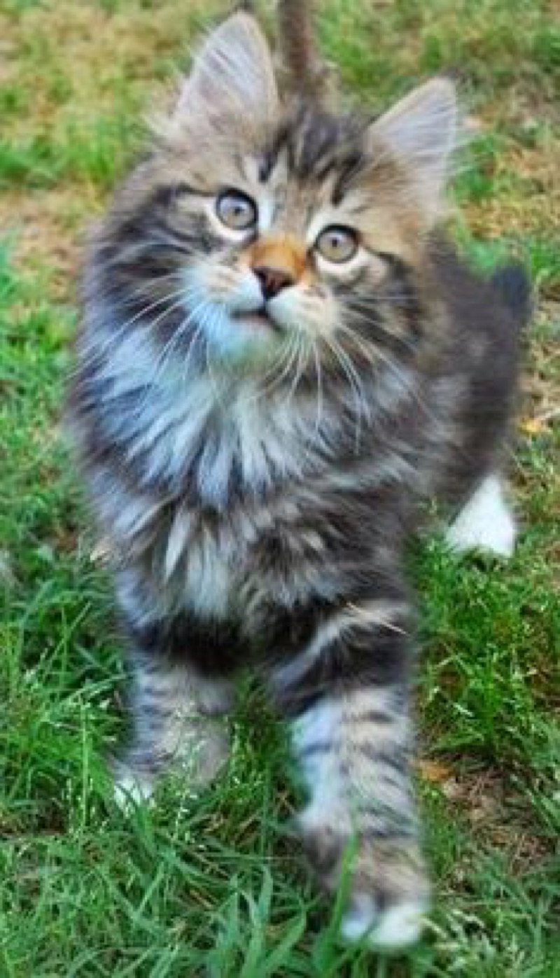 maine coon 2
