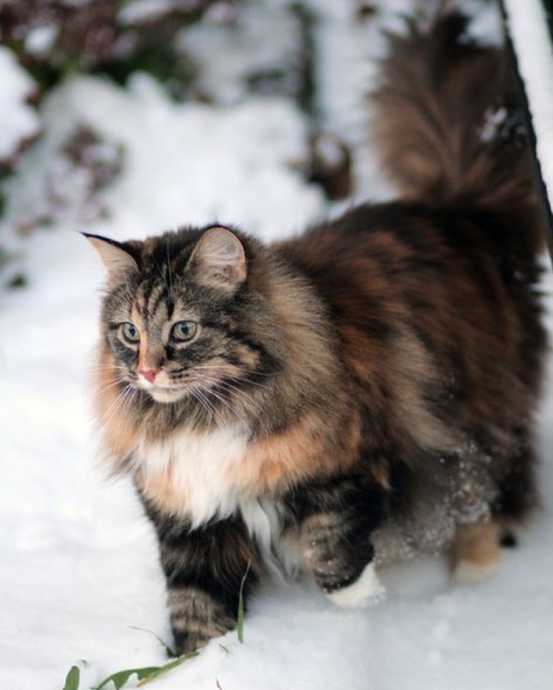 maine coon in snow