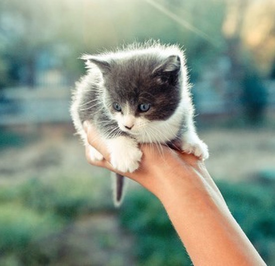 grey and white kitten in hand