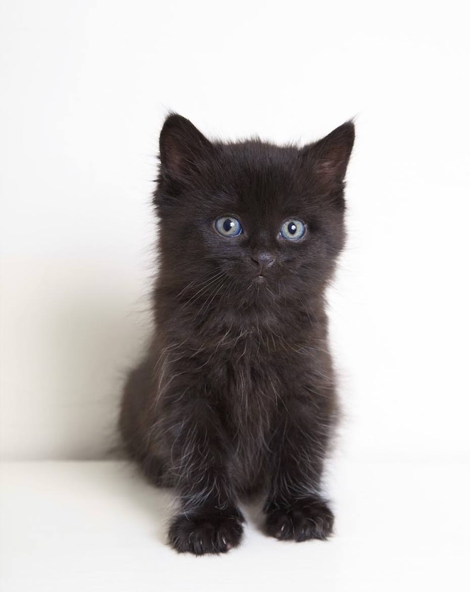 Черный пушистый котенок (Много фото) - treepics.ru