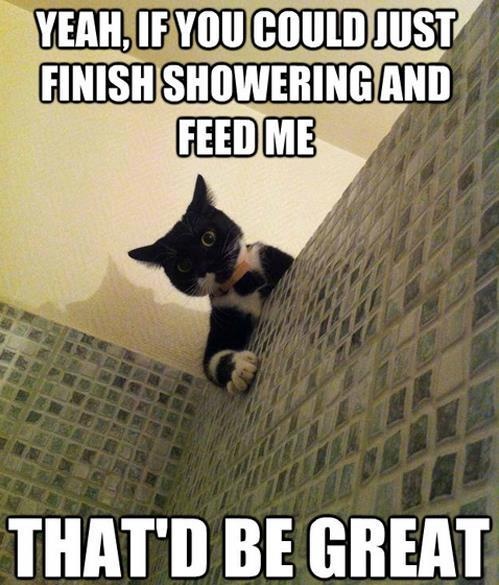 lol cat shower