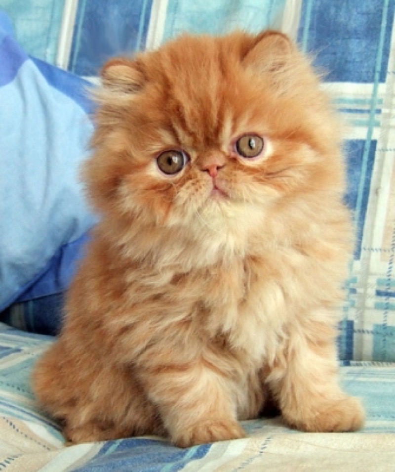 persian-kitten 2