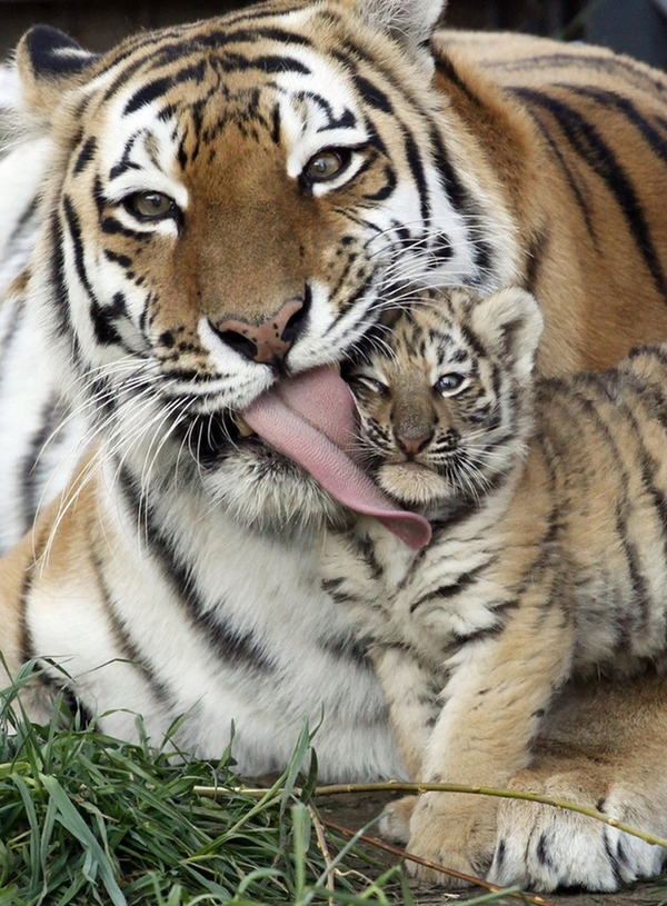 tiger lick copy