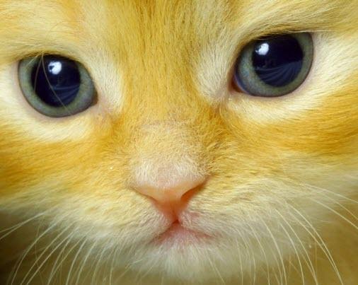 yellow cat