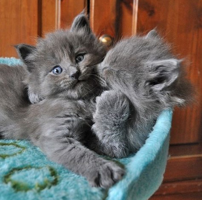 2 grey cats