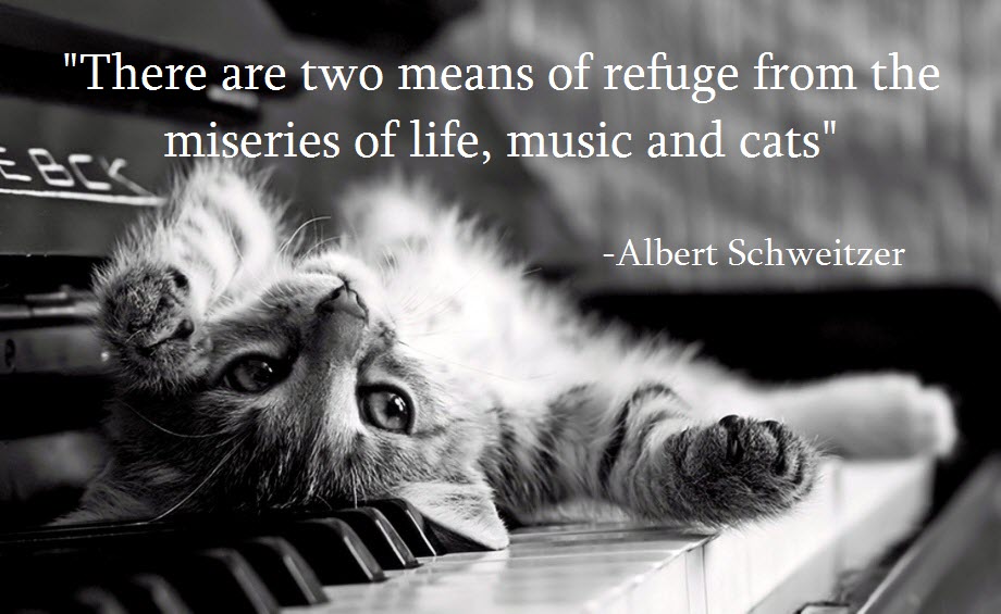 cat-and-piano