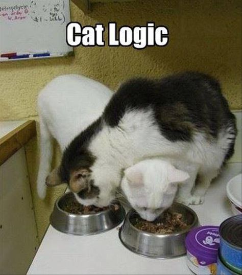 cat logic lol